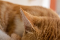 Closeup of orange cat ear.