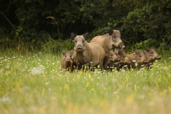Group of wild boar on meadow with blurred background. Wild boars with grown piglets looking to the camera. Sus scrofa.