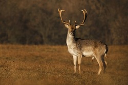 Fallow deer standing on the meadow. Wild animal with blurred background and space for text. Stag with big antlers. Dama dama.