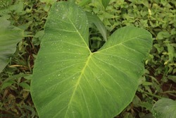 Caladium bicolor is flowering plants. family Araceae. elephant ear, angel wings, tender perennial summer flowering bulb as annual bedding, container plant, houseplant, Acaulescent herb