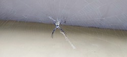 Spiders are air-breathing arthropods that have eight legs, chelicerae with fangs generally able to inject venom, and spinnerets that extrude silk. They are the largest order of arachnids 