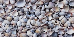 Texture with seashells. Various seashells. Sea beach. natural background with seashells
