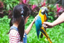 Cute asian child girl touching feather of beautiful macaw parrot in the zoo
