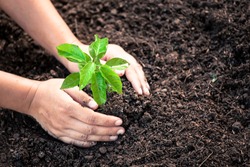 Woman hand planting young tree on black soil as save world concept in vintage color tone
