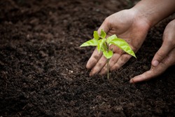 Woman hand planting young tree on black soil as save world concept