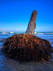 dead coconut tree on the beach, inclined trunk of dead palm tree beside the ocean, selective focus