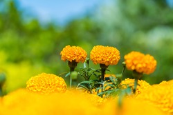 Beautiful orange marigold (Tagetes erecta marigold, Mexican marigold, Aztec or African marigold) flower field blooming in the garden with blurred nature background.copy space for text.