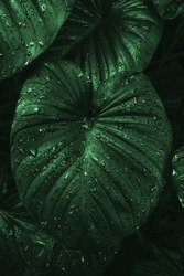 close up of tropical wet dark green leaves background with water droplets, abstract nature background, tropical leaf jungle pattern concept background.