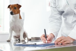 Woman writes a medical history of the little dog. Veterinary clinic concept. Services of a doctor for animals, health and treatment of pets