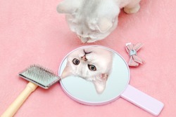 British Shorthair cat admires her reflection in the mirror. Nice yoke with a brush and a bow. Pink background, humor. Animal beauty concept. 