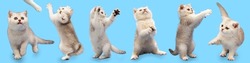 Collection of cute white british kittens on blue background.  Pet care concept. Clipart for postcards.