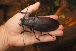 Titanus giganteus, the Titan beetle, the largest beetle of the world, Prioninae, Prionid beetle, Cerambycidae, monster insects, on hand, detail, rainforest, monster beast, insects, Coleoptera.