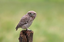 The little owl (Athene noctua), also known as the owl of Athena or owl of Minerva, is a bird that inhabits much of the temperate and warmer parts of Europe. Bird sitting on the wood branch. 