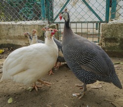 Beautiful pair of guinea fowl bird and chicks in the background. Domestic bird farming. Romantic birds or love birds.