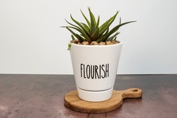 Small succulent plant in a white planter. Planter says flourish. Planter is placed on a round base. White background.