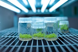 Plant callus tissue culture, biology science for plant regeneration. Various plants cultivated in vitro in dishes and tubes in nutrient medium, biotechnology concept In vitro growth medium.