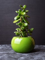 Crassula ovata, commonly known as jade plant, lucky plant, money plant or money tree, is a succulent plant. It is common as a houseplant worldwide. Green pot. Grey background.