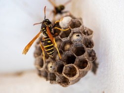 Vespiary. Hornet's nest. Wasp nest with wasps sitting on it. Wasps polist. The nest of a family of wasps which is taken a close-up.