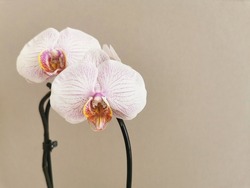 Beautiful white phalaenopsis orchid flowers with pink veins on a light brown background. Tropical flower. For the design of postcards, wedding invitations.