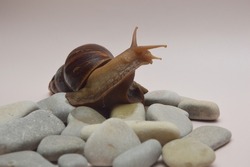 A large snail Achatina from the shell lies on the stones on a light background.