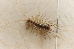 creepy critter: spooky centipede on de floor