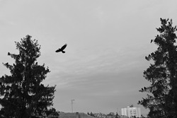 crows sit on top of a tree. The crows are sitting. crows sit on a coniferous tree. crows fly by. birds in flight. black and white photo.