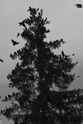 crows sit on top of a tree. The crows are sitting. crows sit on a coniferous tree. crows fly by. birds in flight. black and white photo.