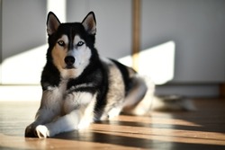 Stunning siberian husky is laying in the wood floor inside the flat. Blue eyed dog is laying in teh sun light. 