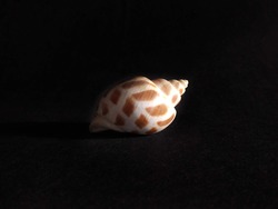 white speckled shell on dark black background
