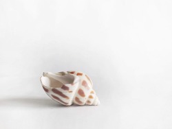 White speckled shell with bright white background