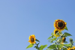 sunflowers aligned to the right with blue sky in the background