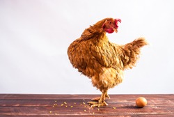 Red chicken standing on wooden background and turned at egg. White background.