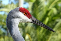 Sandhill Crane Profile against Florida Palm Trees