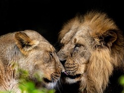 asiatic lion couple intimate love