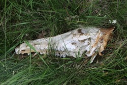skull of a wild animal in a meadow