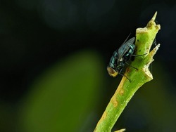 The common green bottle fly is a blowfly found in most areas of the world and is the most well-known of the numerous green bottle fly species. 