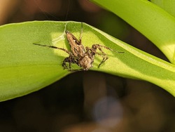 Selective focus.Big jumping spider on a leaf getting ready to pounce on prey in the form of insects