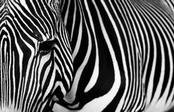 Zebra detail with its typical stripes. Close-up Portrait of Zebra. Photo in black and white.
