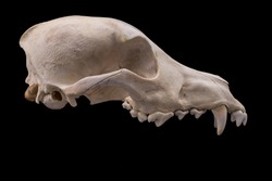 Dog skull isolated on black background. Animal skull.