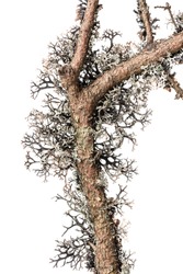Lichen on a tree branch isolated on white background. Lichen on a branch.
