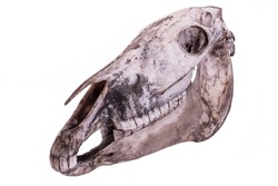 Horse skull isolated on white background. Animal skull.
