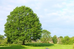 Scenic view of a large Ash tree in a Lancashire park with blue sky and white clouds in the background