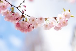 Spring sakura blossom on a tree branch in the city