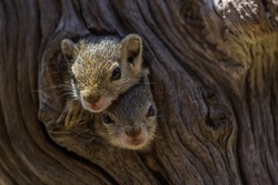Two baby Tree Squirrels looking out their nest in a natural tree hole