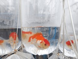 ornamental fish in plastic that are hung and sold in a market on the side of the road. selling fresh water ornamental fish and sea water ornamental fish