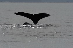 whalewatching humpbacks in the ocean ner prince rupert bc canada