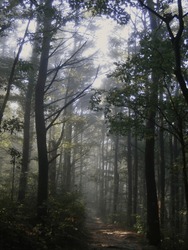 Foggy morning in the forests of  Wisconsin hiking the Ice age national scenic trail. The Ice Age Trail is a National Scenic Trail stretching 1,200 miles in the state of Wisconsin in the United States