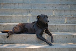 a huge black dog is lying on the steps