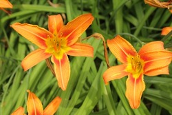 Bright Orange And Yellow Flowers Blooming Summer Content