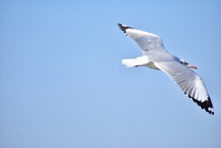 seagull bird in flight with wings spread in sky
